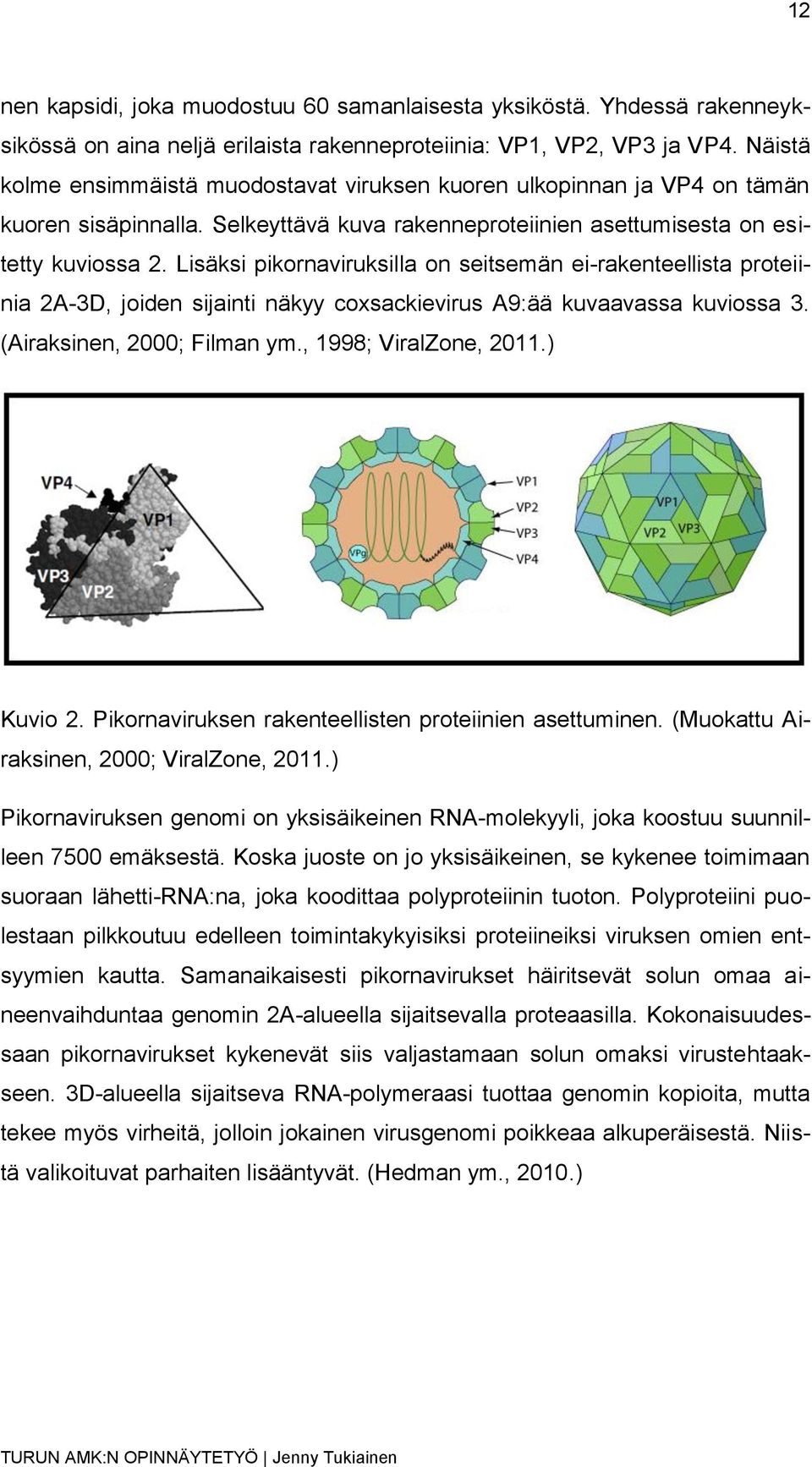 Lisäksi pikornaviruksilla on seitsemän ei-rakenteellista proteiinia 2A-3D, joiden sijainti näkyy coxsackievirus A9:ää kuvaavassa kuviossa 3. (Airaksinen, 2000; Filman ym., 1998; ViralZone, 2011.