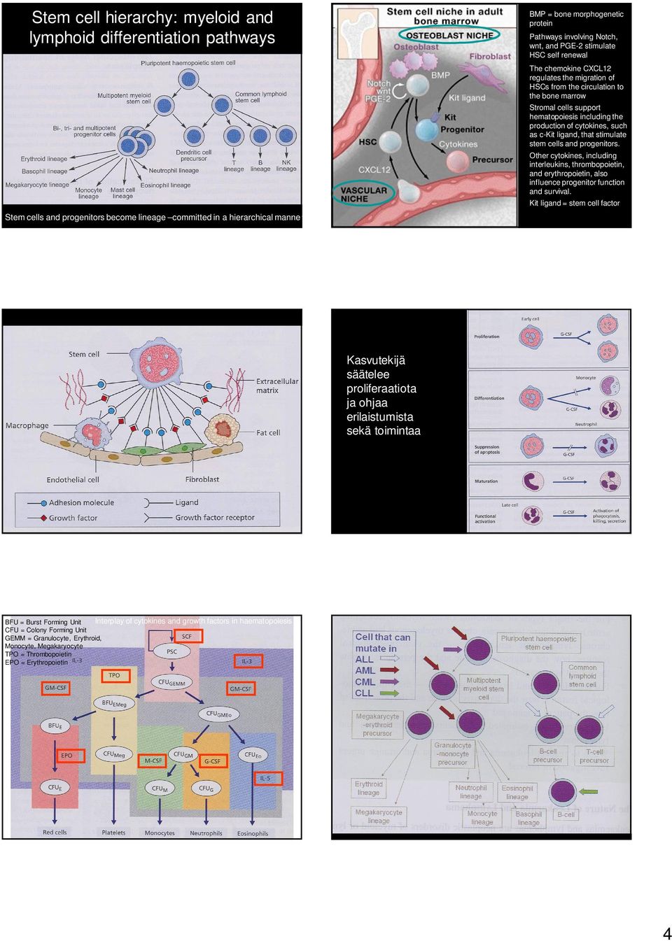 production of cytokines, such as c-kit ligand, that stimulate stem cells and progenitors.