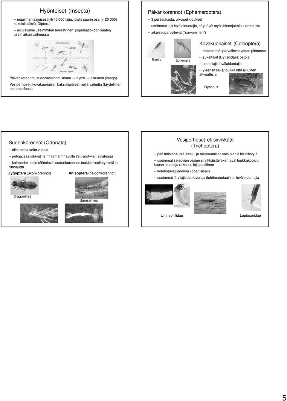 Päivänkorennot, sudenkorennot: muna nymfi aikuinen (imago) Vesiperhoset, kovakuoriaiset, kaksisiipiäiset: neljä vaihetta (täydellinen metamorfoosi) Baetis Ephemera Kovakuoriaiset (Coleoptera) --
