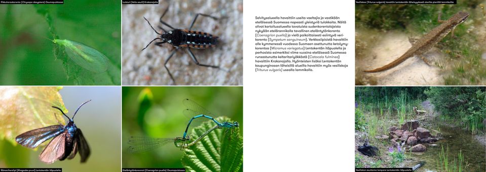 Näitä olivat kartoitusalueella tavatuista sudenkorentolajeista nykyään etelärannikolla tavallinen eteläntytönkorento (Coenagrion puella) ja vielä paikoittaisesti esiintyvä verikorento (Sympetum