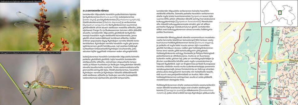 2 LENTOKENTÄN ITÄPUOLI Lentokentän itäpuolella havaittiin paikoittaisista lajeista keritytönkorentoa (Ischnura pumilio), isokeijukorentoa (Lestes dryas), punatytönkorentoa (Pyrrhosoma nymphula),