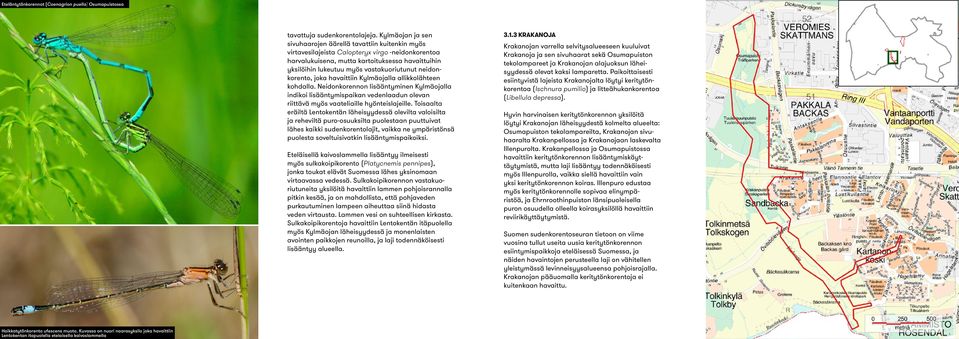 vastakuoriutunut neidonkorento, joka havaittiin Kylmäojalla allikkolähteen kohdalla.