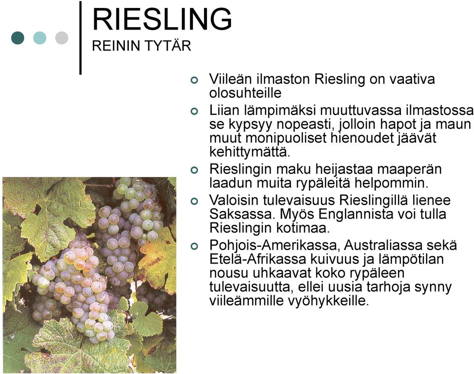 Rieslingin maku heijastaa maaperän laadun muita rypäleitä helpommin. Valoisin tulevaisuus Rieslingillä lienee Saksassa.
