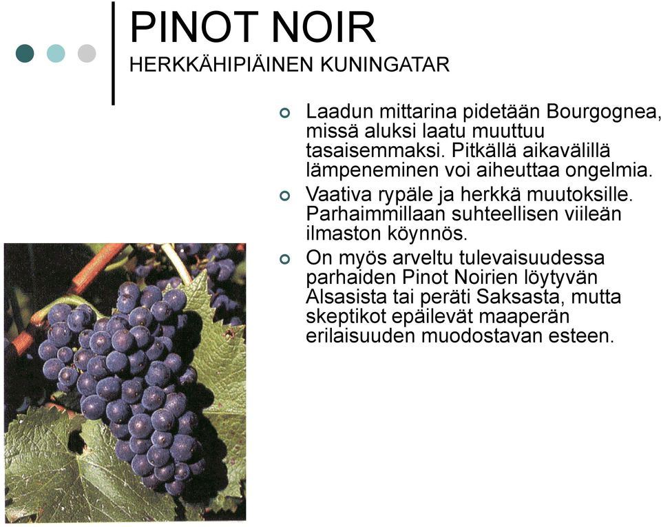 Vaativa rypäle ja herkkä muutoksille. Parhaimmillaan suhteellisen viileän ilmaston köynnös.