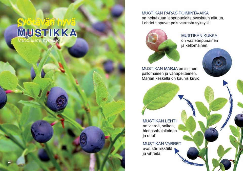 MUSTIKAN MARJA on sininen, pallomainen ja vahapeitteinen. Marjan keskellä on kaunis kuvio.