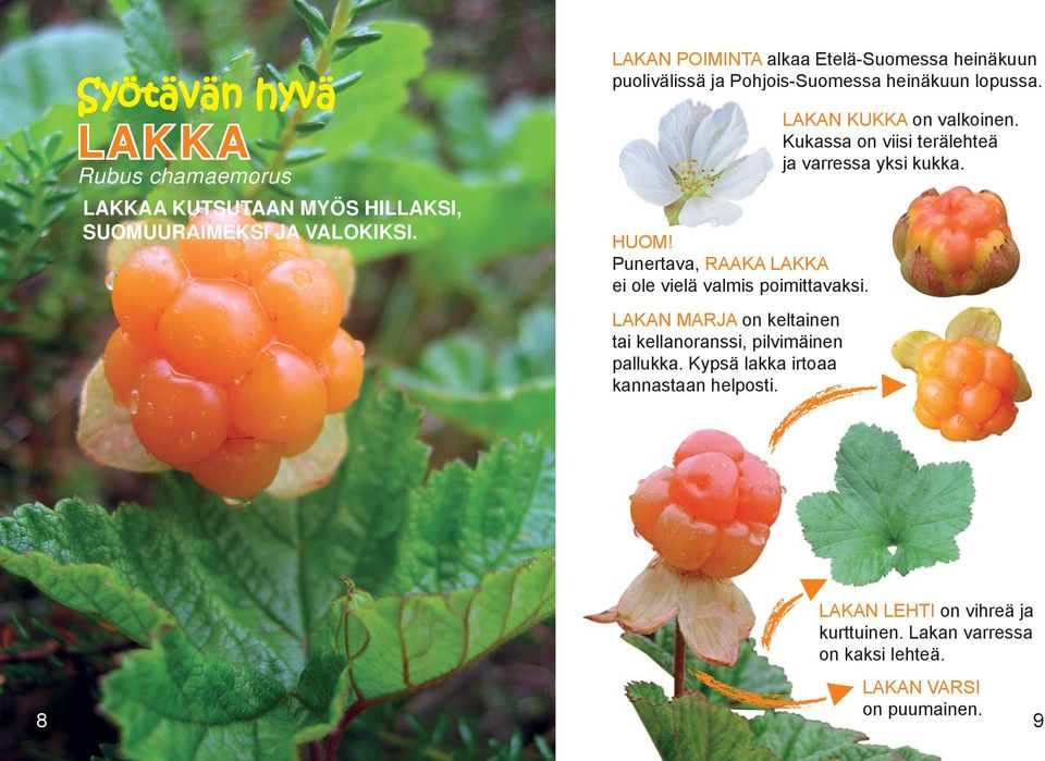 Punertava, RAAKA LAKKA ei ole vielä valmis poimittavaksi. LAKAN MARJA on keltainen tai kellanoranssi, pilvimäinen pallukka.