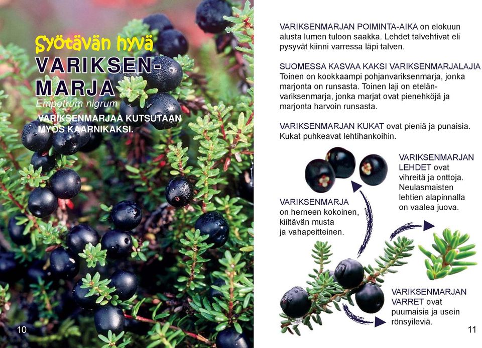 Toinen laji on etelänvariksenmarja, jonka marjat ovat pienehköjä ja marjonta harvoin runsasta. VARIKSENMARJAN KUKAT ovat pieniä ja punaisia. Kukat puhkeavat lehtihankoihin.