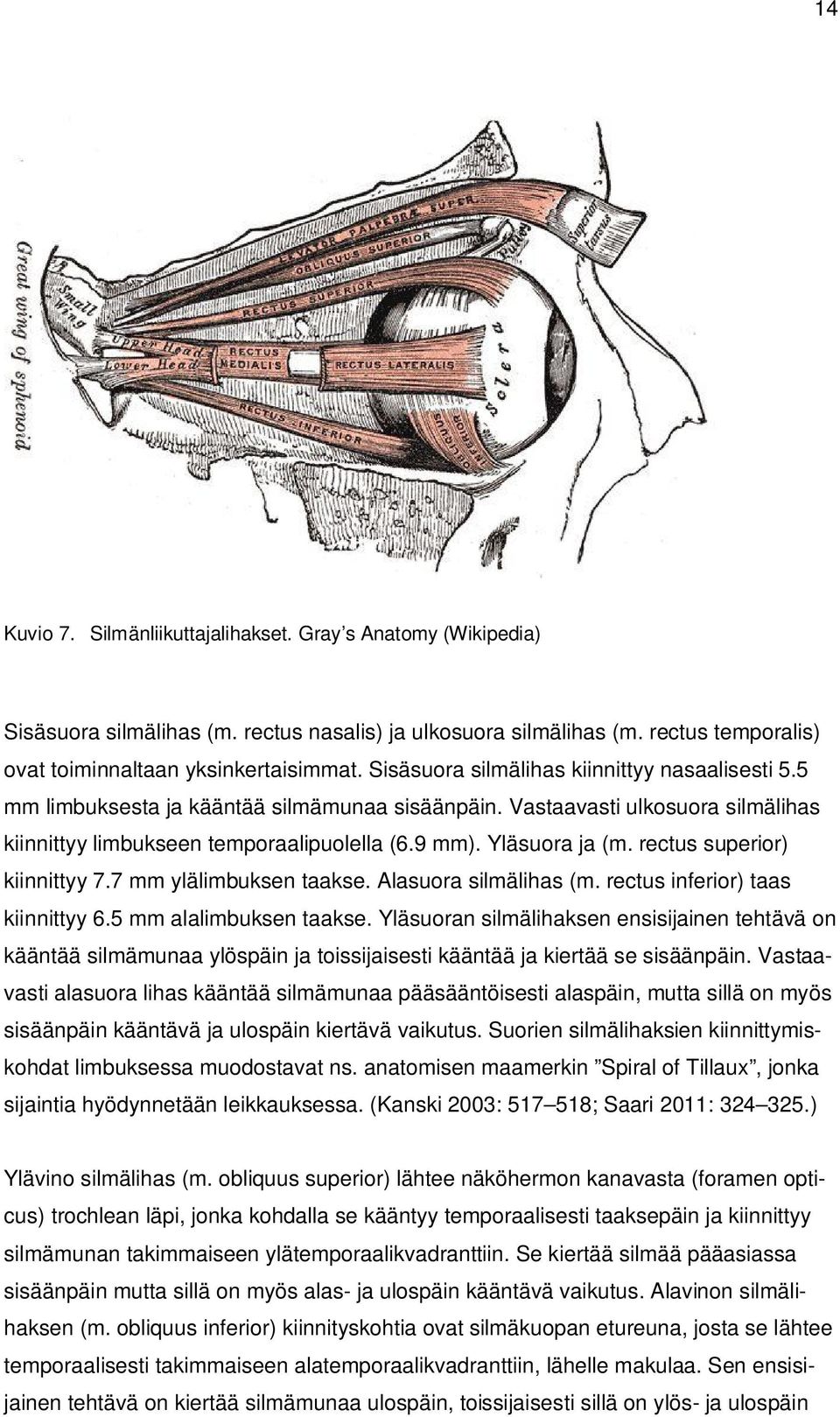 rectus superior) kiinnittyy 7.7 mm ylälimbuksen taakse. Alasuora silmälihas (m. rectus inferior) taas kiinnittyy 6.5 mm alalimbuksen taakse.