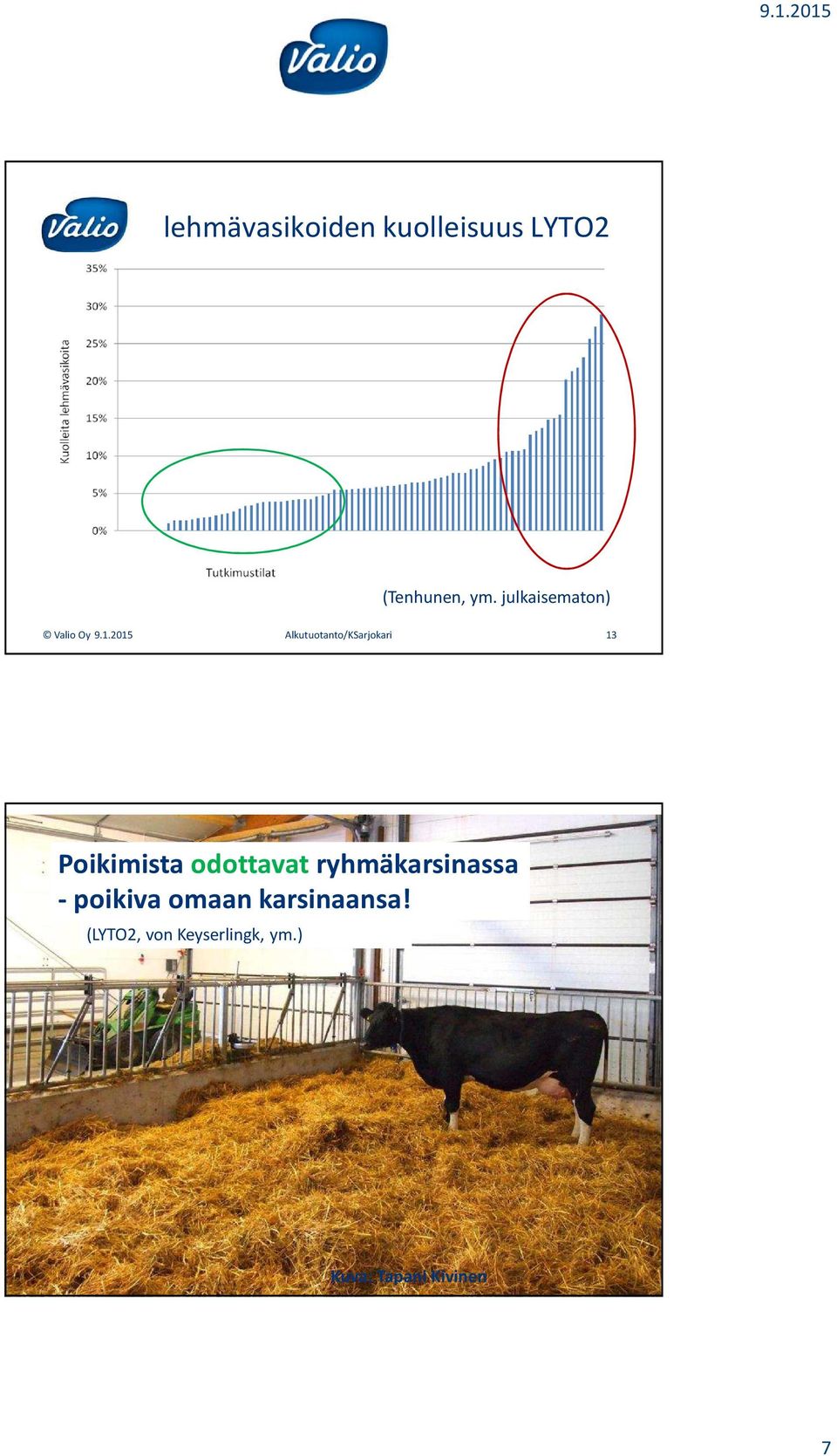 2015 Alkutuotanto/KSarjokari 13 Poikimista odottavat