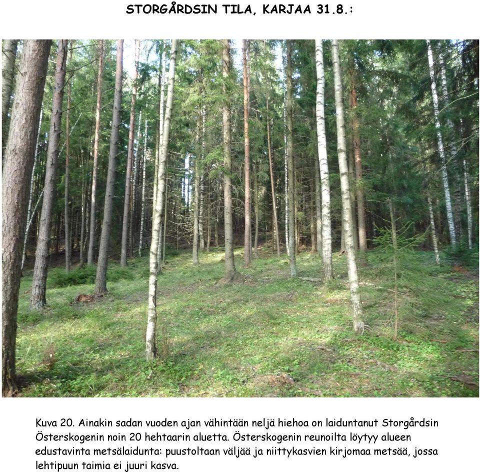 Österskogenin noin 20 hehtaarin aluetta.
