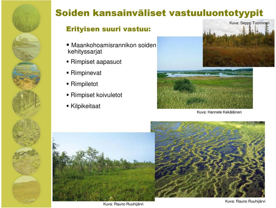 Rimpiletot Rimpiset koivuletot Kilpikeitaat Kuva: