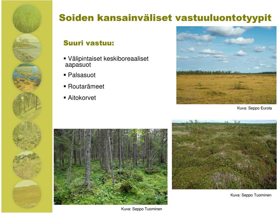 Aitokorvet Kuva: Seppo Eurola