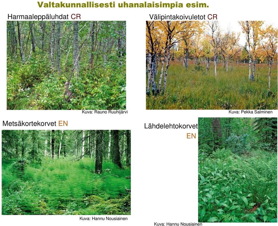 Salminen Metsäkortekorvet EN