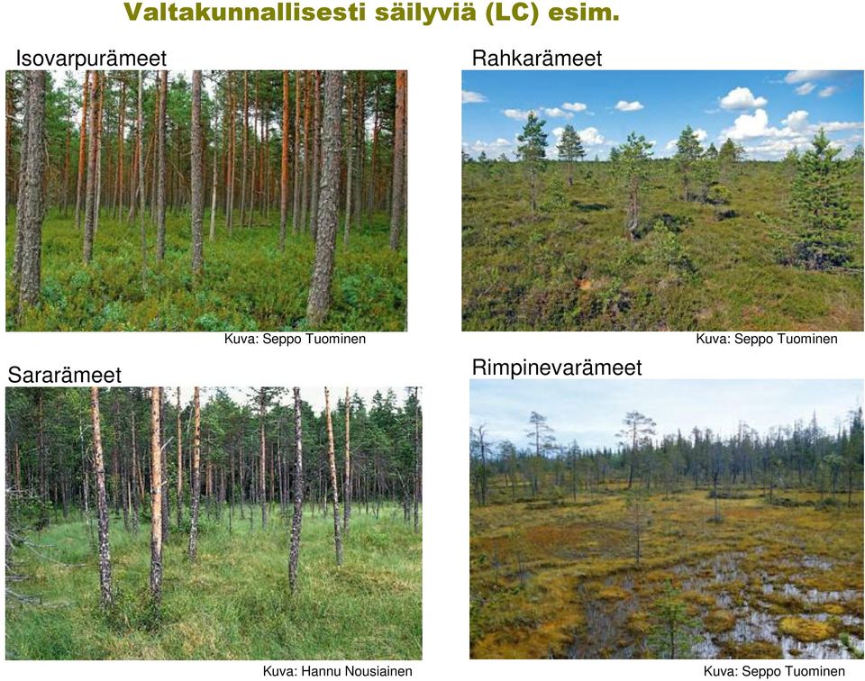 Rimpinevarämeet Kuva: Seppo Tuominen