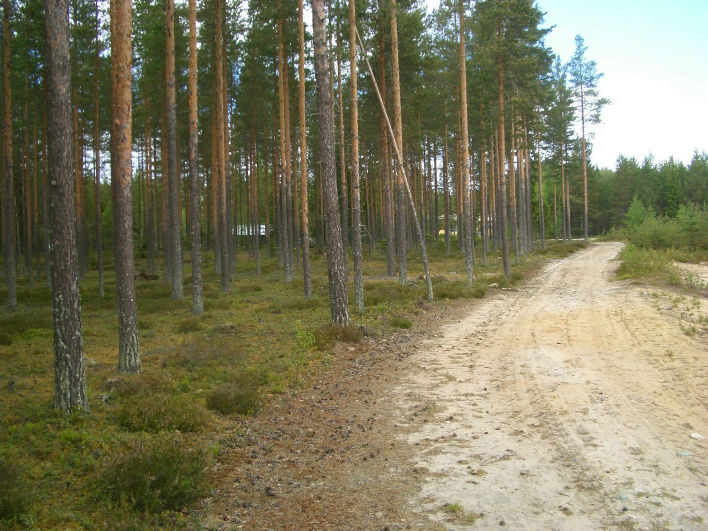 8 Painanne (lapio keskellä) kuvattu kaakkoon. Kuvattu paikan 12 lounaisemman pyyntikuopan tienoilta pohjoiseen.