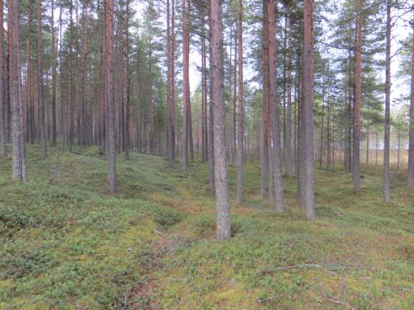 Sivu 26 Vasemmalla näkymä järvelle Eerolan tilan päärakennuksen kohdalta, oikealla Hämeenjärven rantametsää kaavaillun Hiljaisuuden keskuksen rakennuksen paikkeilta koilliseen.