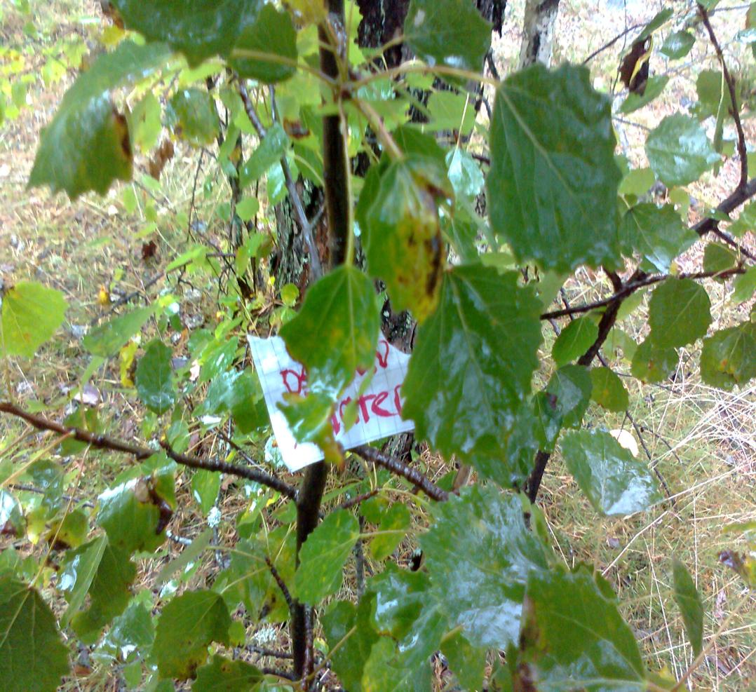 Haapa(populus tremula) Koko:15-30 m. Pyöreät lehdet jossa pitkä lehtiruoto.