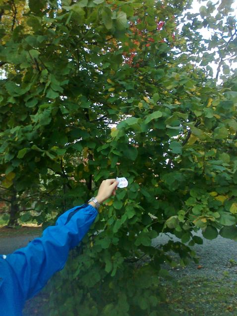 Pähkinäpensas(Corylus avellana) Koko: 2-5 m.