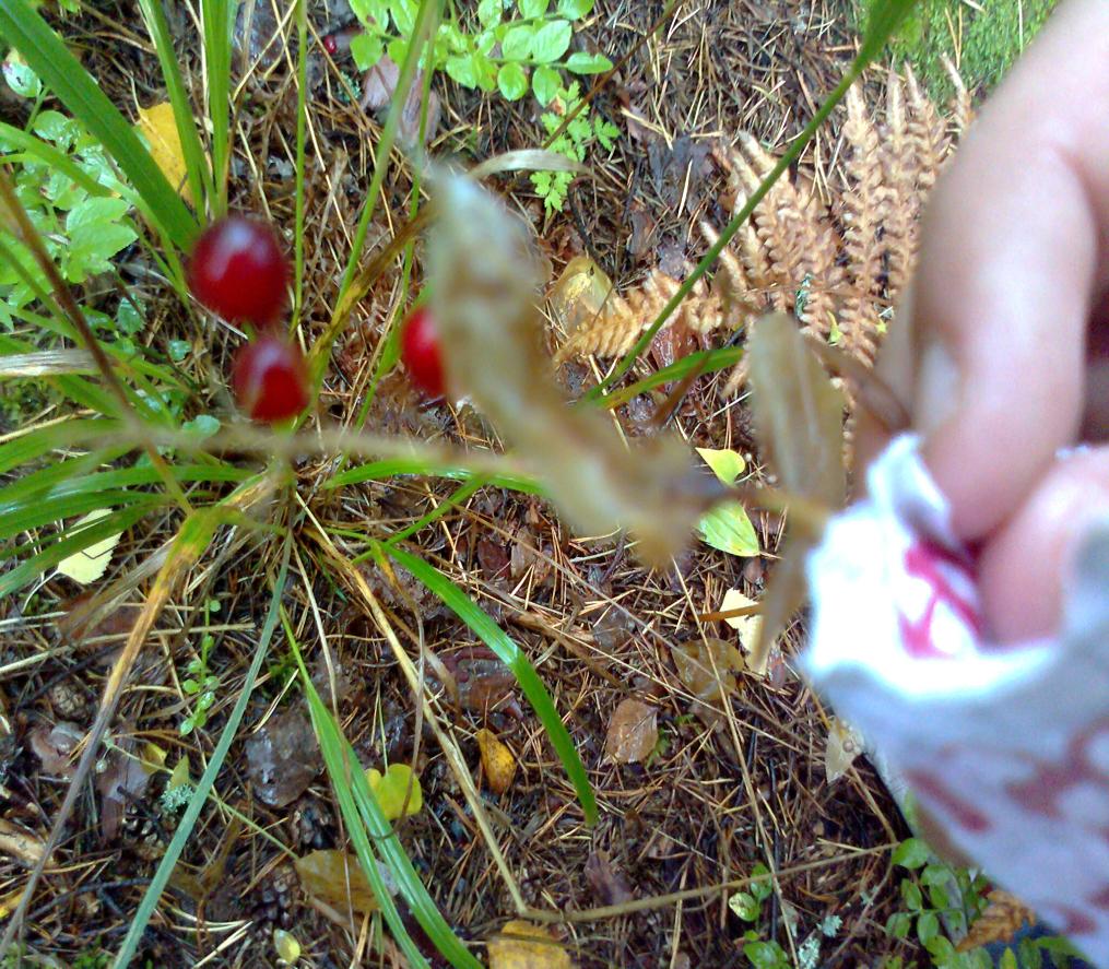 Oravanmarja(Maianthemum bifolium) Koko: 5-20 cm korkea.