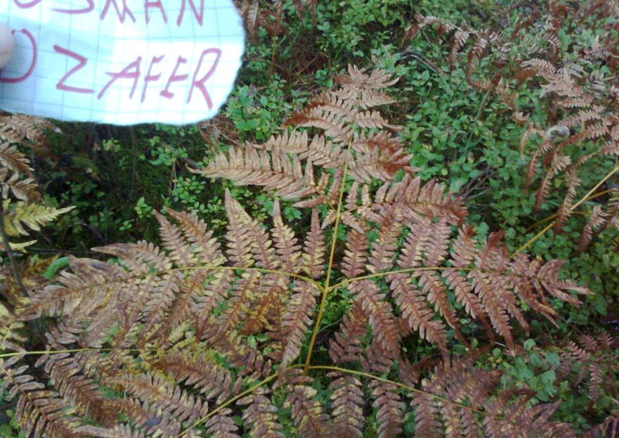 Sananjalka(Pteridium aquilinum ) Koko:30-150 cm korkea, 25-60 cm pitkä.