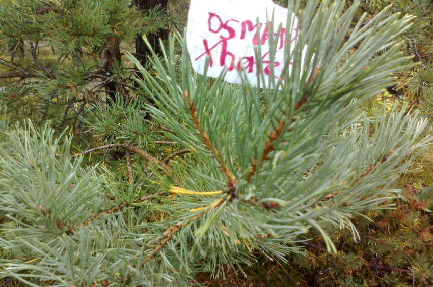 Mänty(pinus sylvestris) Koko:15-30 m korkea.