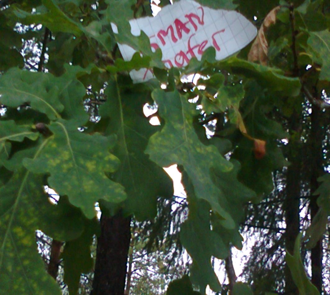 Tammi(quercus robus) Koko: 10-20 m. Lehdet noin 10-15 cm pitkät.