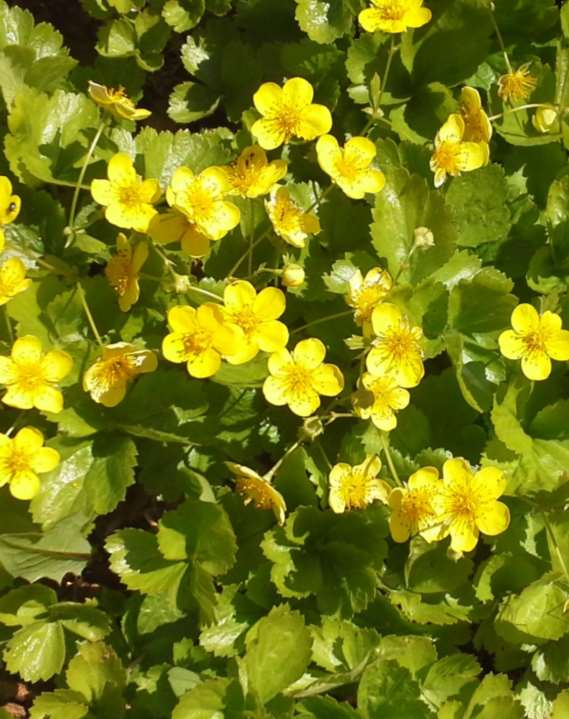 Waldsteinia ternata rönsyansikka waldsteinia 10-20 cm touko-kesäkuu keltainen puolivarjo-varjo, tuore, multava humuspitoinen