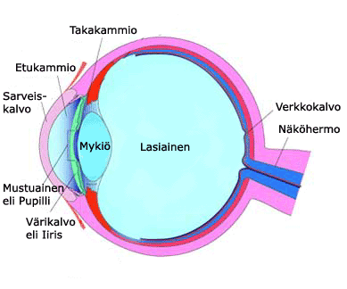 1960-luvulla laajaspetriloiseputket syntyivät ja ne tuottivat auringonvaloa vastaavan spektrin eli värijakautuman,