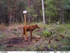 J Puheenjohtajan sana Pari vuotta sitten tehtiin päätös Kynkään metsästysmajan uudistamisesta, nyt olemme monien mutkien jälkeen päässeet siihen että maja on vihdoin pystytysvaiheessa ja näillä