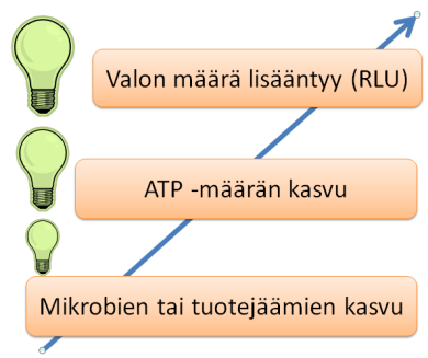 robien soluissa sekä denaturoitumattomissa solu-uutteissa (hedelmämehu, lihaneste tms.) ja esimerkiksi hiessä ja sormenjäljissä. (Ecolab 1999.) 24 KUVIO 6.