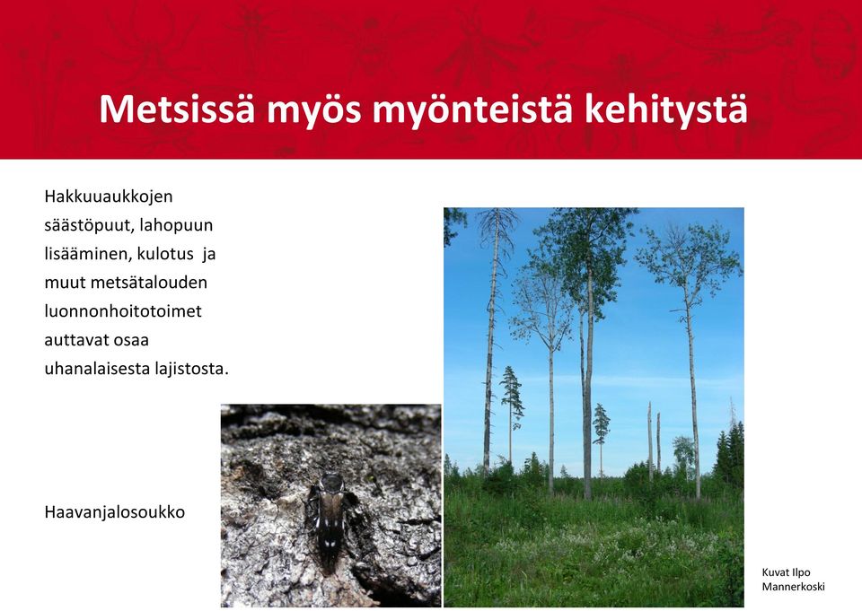 metsätalouden luonnonhoitotoimet auttavat osaa