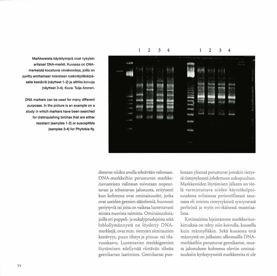 1 2 3 4 1 2 3 4 - DNA rnarkers can be used for many different purposes.