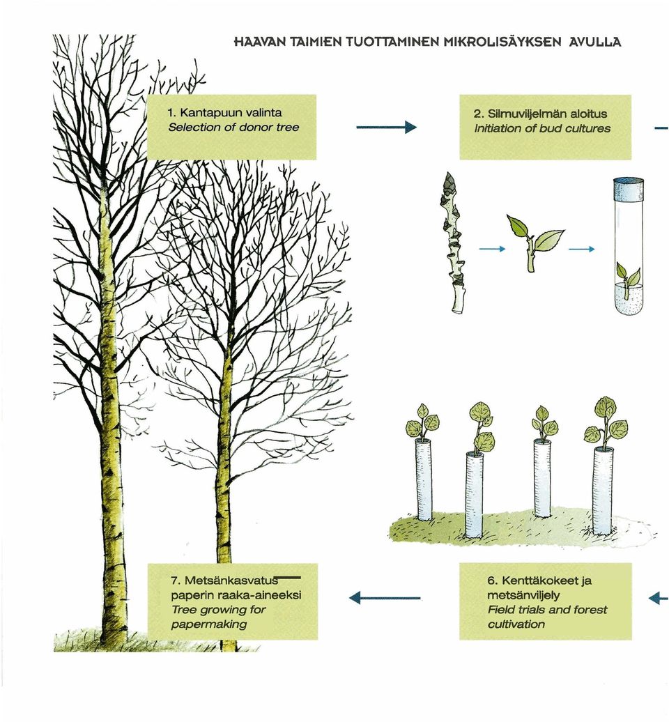 Metsänkasvarus paperin raaka-aineeksi Tree growing for