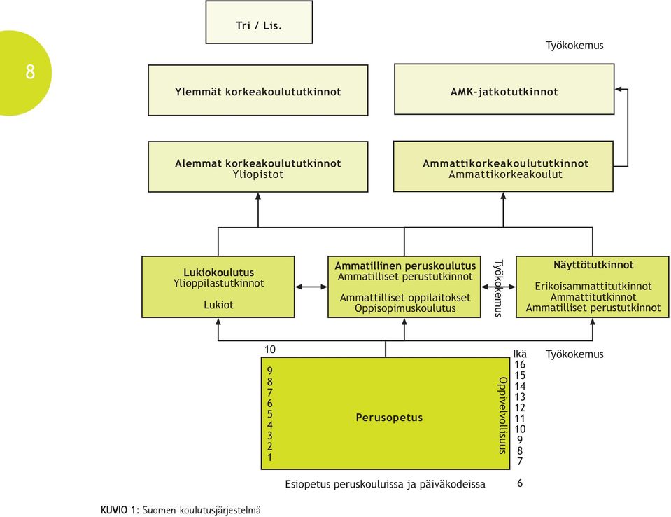 Ammattikorkeakoulut Lukiokoulutus Ylioppilastutkinnot Lukiot Ammatillinen peruskoulutus Ammatilliset perustutkinnot Ammattilliset