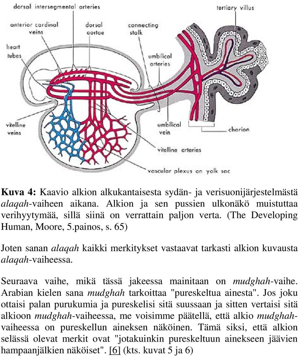 Seuraava vaihe, mikä tässä jakeessa mainitaan on mudghah-vaihe. Arabian kielen sana mudghah tarkoittaa "pureskeltua ainesta".