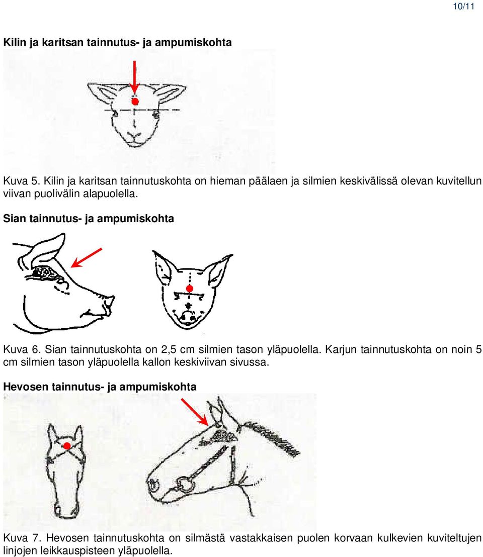 Sian tainnutus- ja ampumiskohta Kuva 6. Sian tainnutuskohta on 2,5 cm silmien tason yläpuolella.
