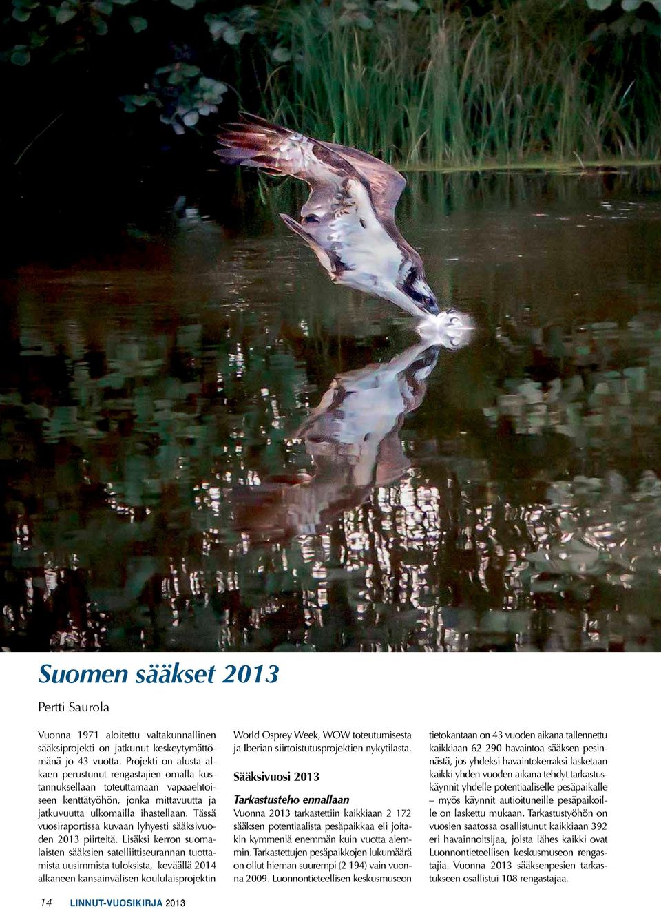 Tässä vuosiraportissa kuvaan lyhyesti sääksivuoden 2013 piirteitä.