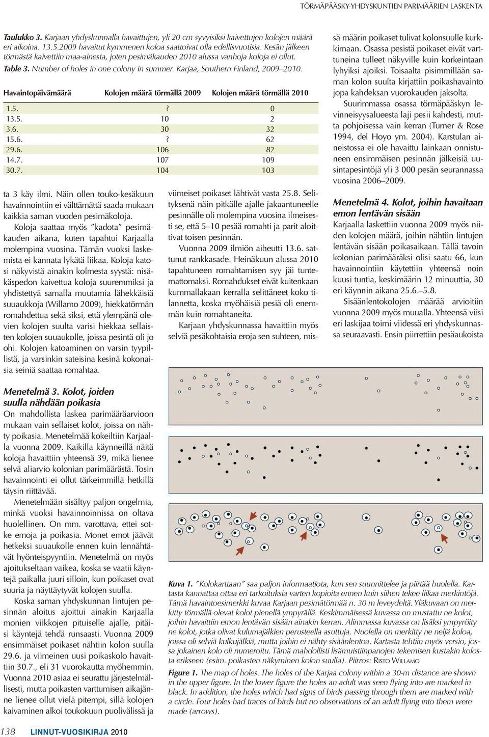 Number of holes in one colony in summer. Karjaa, Southern Finland, 2009 2010. Havaintopäivämäärä Kolojen määrä törmällä 2009 Kolojen määrä törmällä 2010 1.5.? 0 13.5. 10 2 3.6. 30 32 15.6.? 62 29.6. 106 82 14.