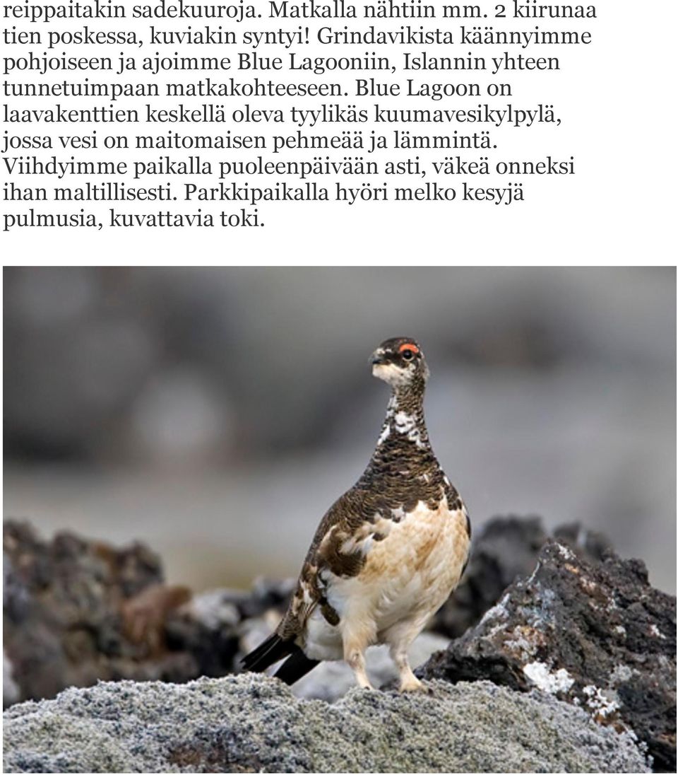 Blue Lagoon on laavakenttien keskellä oleva tyylikäs kuumavesikylpylä, jossa vesi on maitomaisen pehmeää ja