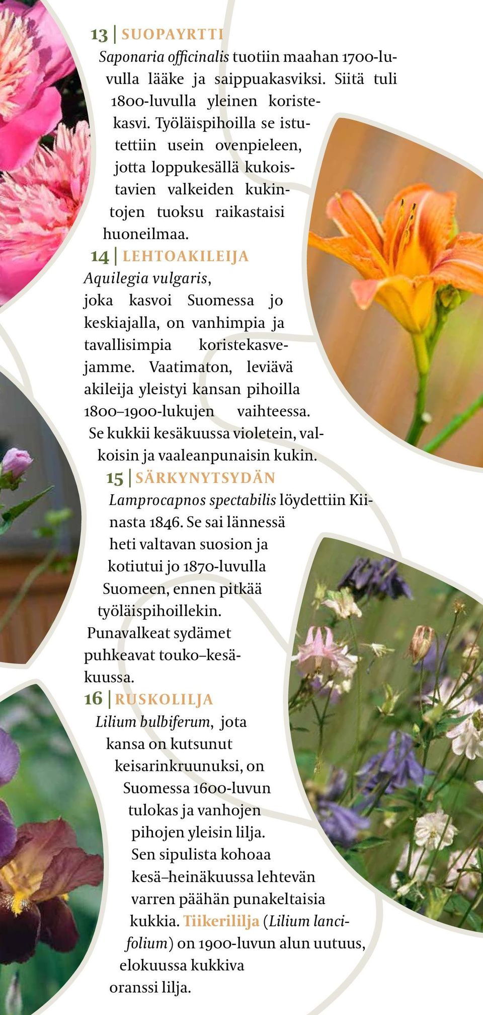 14 LEHTOAKILEIJA Aquilegia vulgaris, joka kasvoi Suomessa jo keskiajalla, on vanhimpia ja tavallisimpia koristekasvejamme.