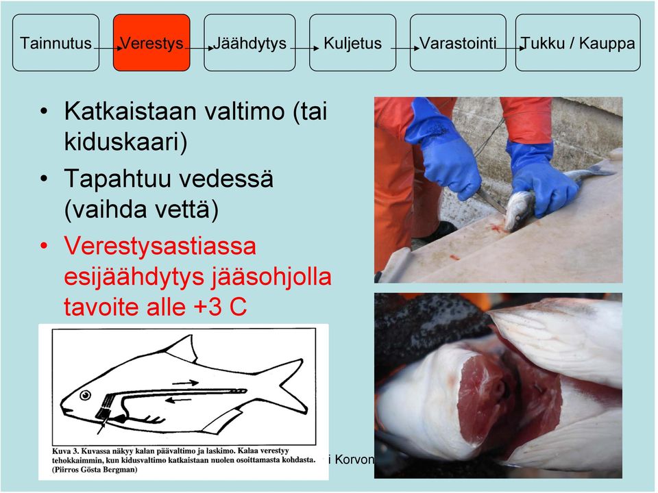 (tai kiduskaari) Tapahtuu vedessä (vaihda vettä)