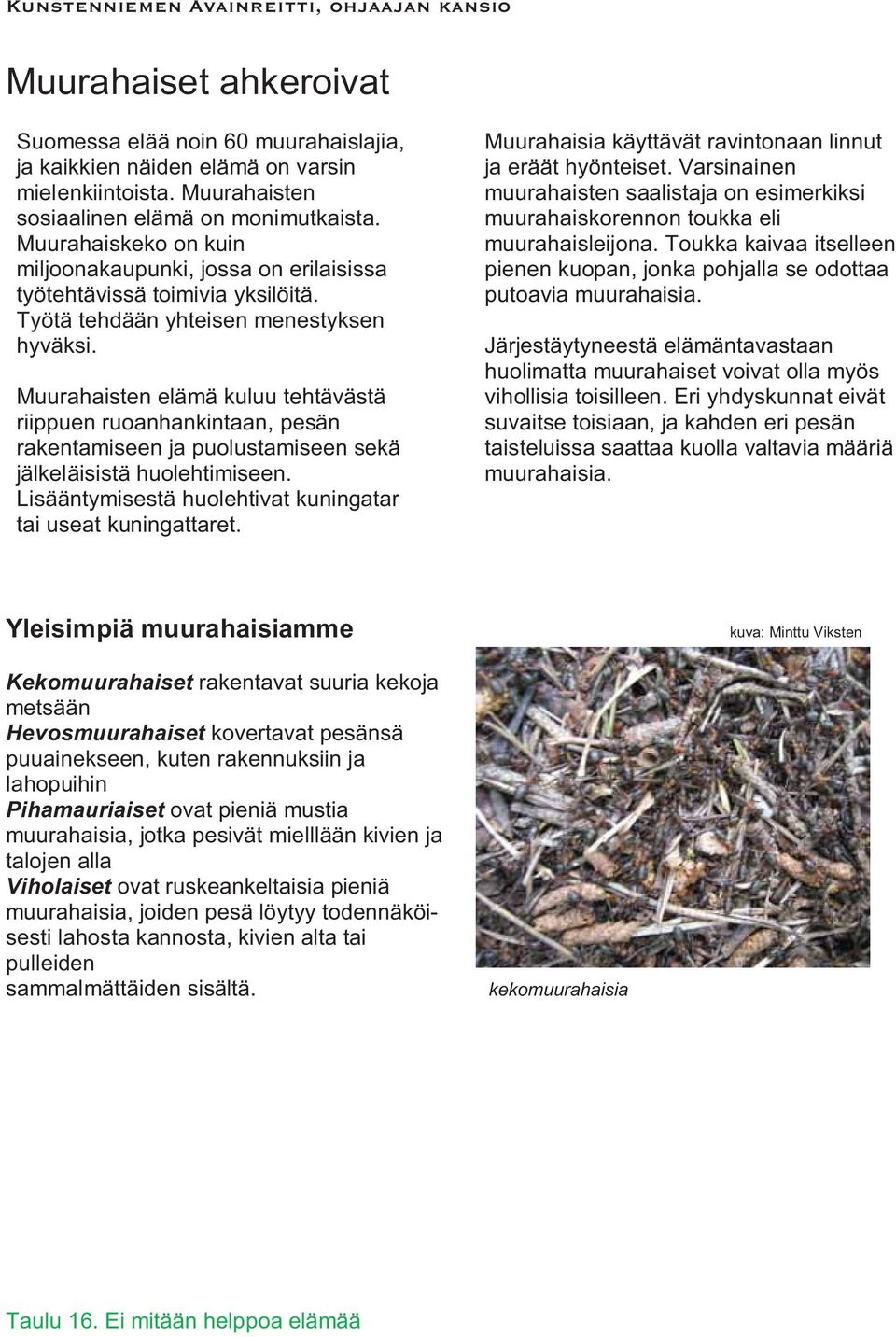 Muurahaisten elämä kuluu tehtävästä riippuen ruoanhankintaan, pesän rakentamiseen ja puolustamiseen sekä jälkeläisistä huolehtimiseen. Lisääntymisestä huolehtivat kuningatar tai useat kuningattaret.