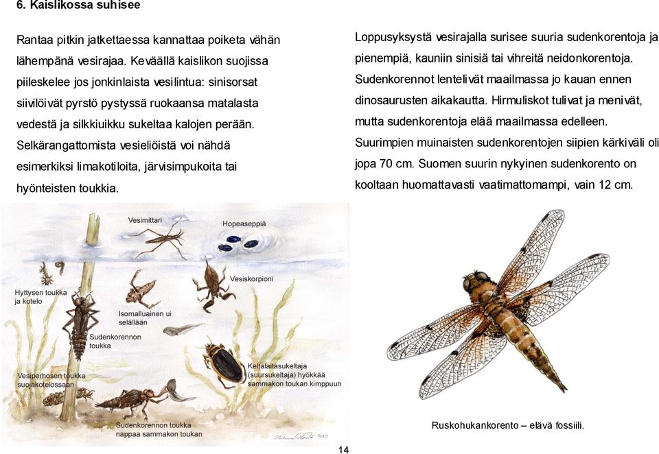 Selkärangattomista vesieliöistä voi nähdä esimerkiksi limakotiloita, järvisimpukoita tai hyönteisten toukkia.