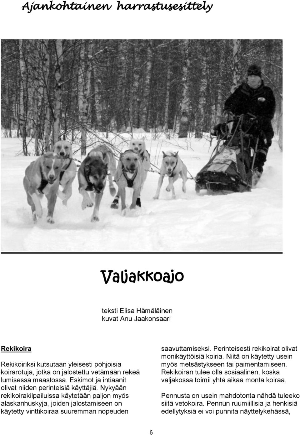 Nykyään rekikoirakilpailuissa käytetään paljon myös alaskanhuskyja, joiden jalostamiseen on käytetty vinttikoiraa suuremman nopeuden saavuttamiseksi.