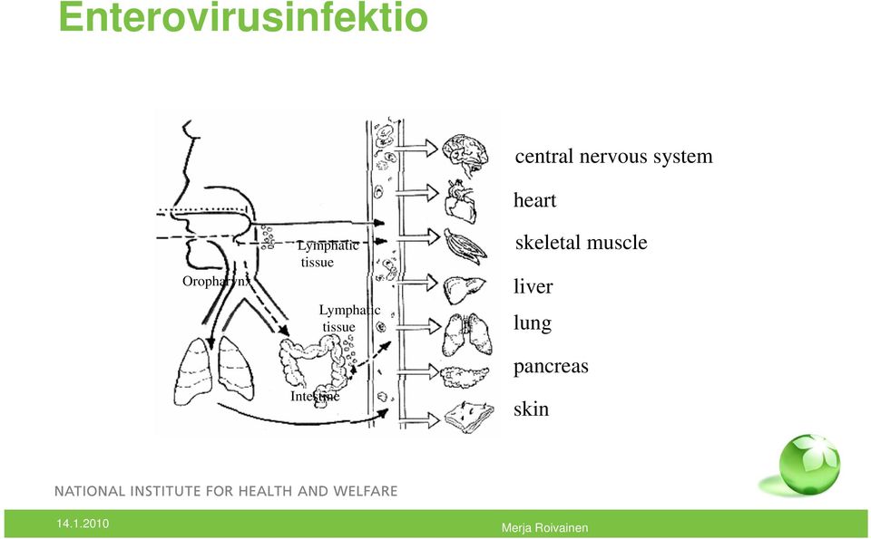 Lymphatic tissue central nervous