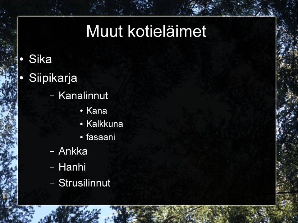 Kana Kalkkuna fasaani