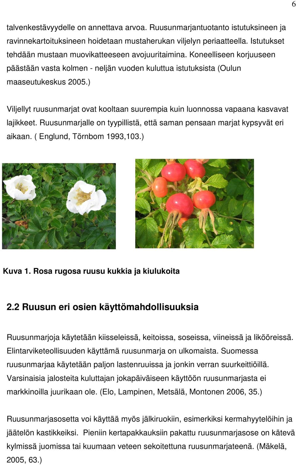 ) Viljellyt ruusunmarjat ovat kooltaan suurempia kuin luonnossa vapaana kasvavat lajikkeet. Ruusunmarjalle on tyypillistä, että saman pensaan marjat kypsyvät eri aikaan. ( Englund, Törnbom 1993,103.
