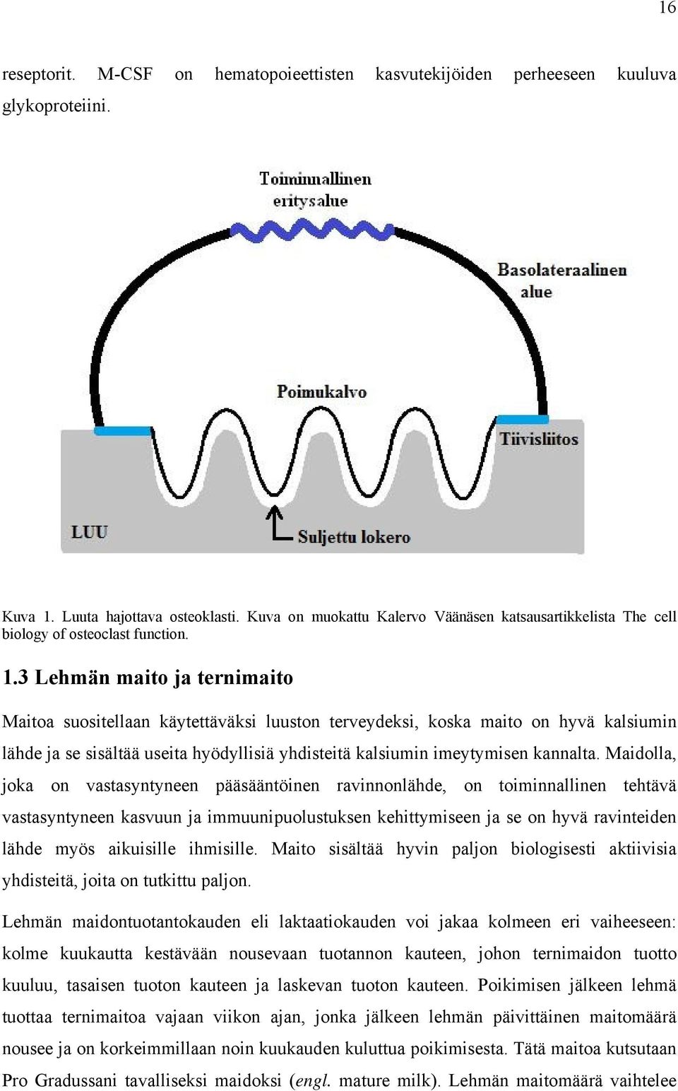 3 Lehmän maito ja ternimaito Maitoa suositellaan käytettäväksi luuston terveydeksi, koska maito on hyvä kalsiumin lähde ja se sisältää useita hyödyllisiä yhdisteitä kalsiumin imeytymisen kannalta.