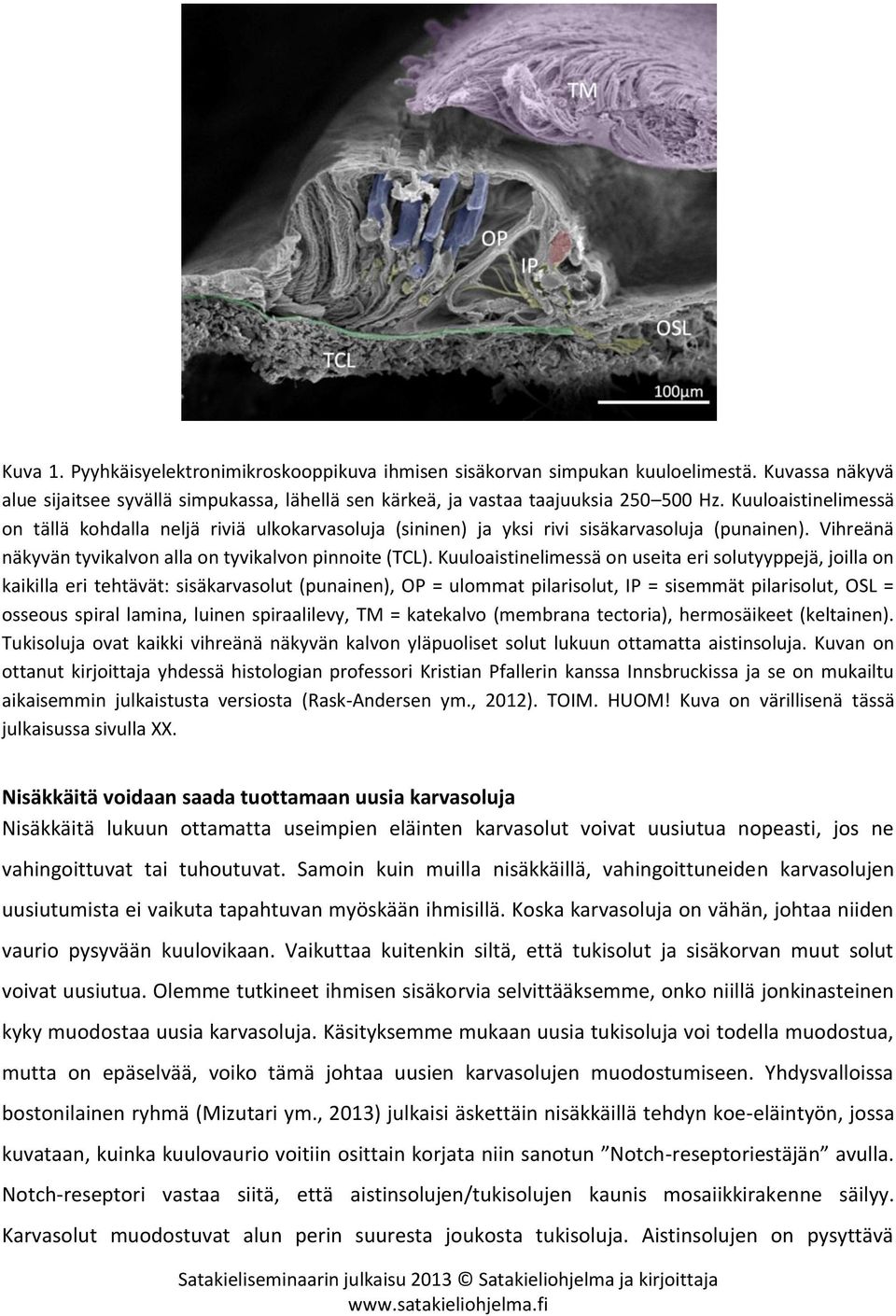 Kuuloaistinelimessä on useita eri solutyyppejä, joilla on kaikilla eri tehtävät: sisäkarvasolut (punainen), OP = ulommat pilarisolut, IP = sisemmät pilarisolut, OSL = osseous spiral lamina, luinen