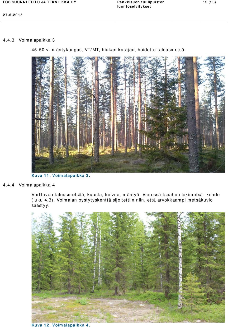 Voimalapaikka 3. Varttuvaa talousmetsää, kuusta, koivua, mäntyä.